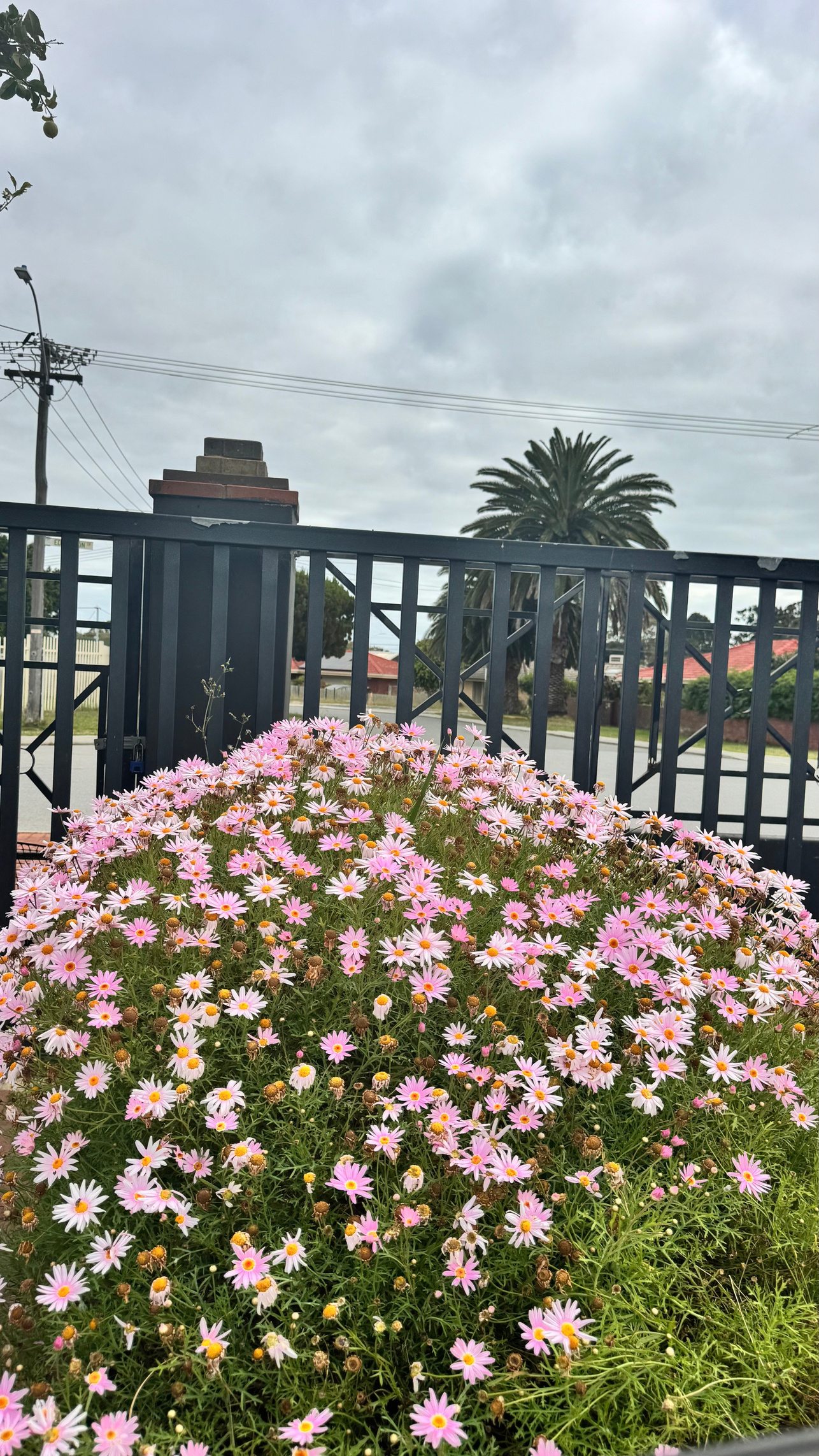 Pink flowers in a garden