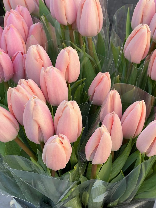 Pink tulips